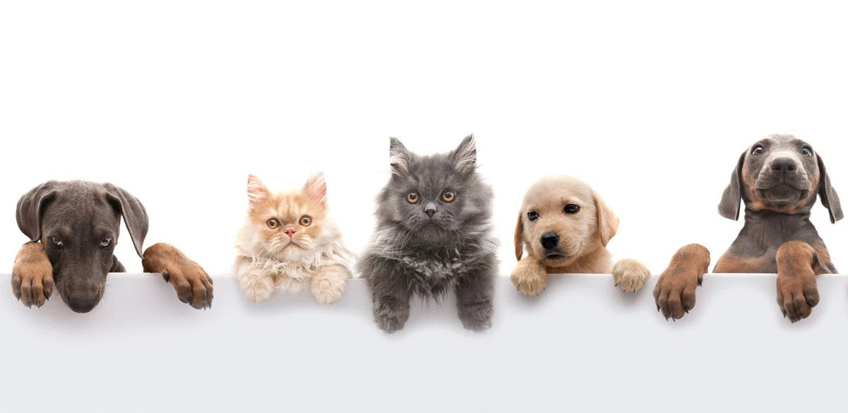 PETS SUPPLIES